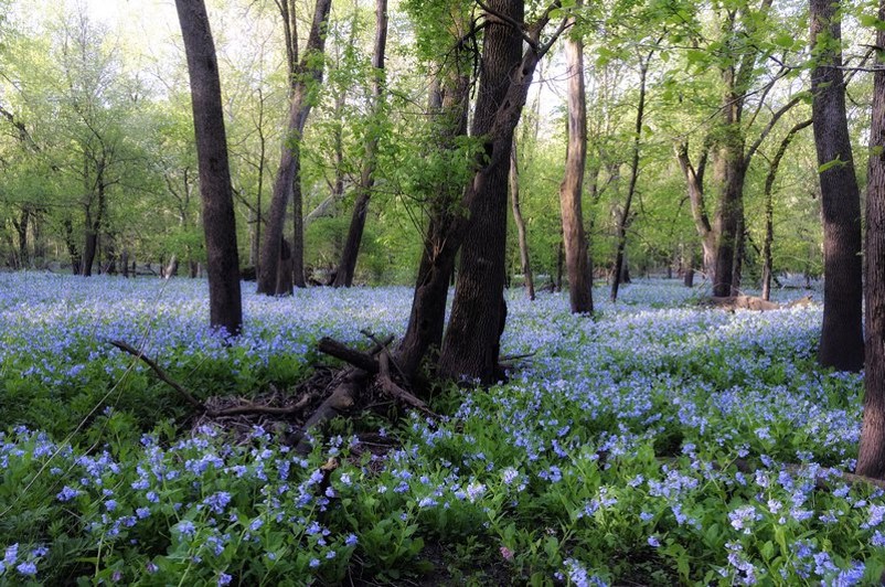 Merwin Blubells 2018