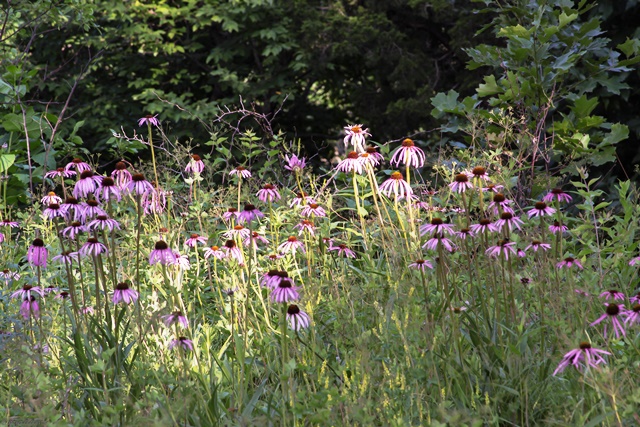 PPConeflowers9892