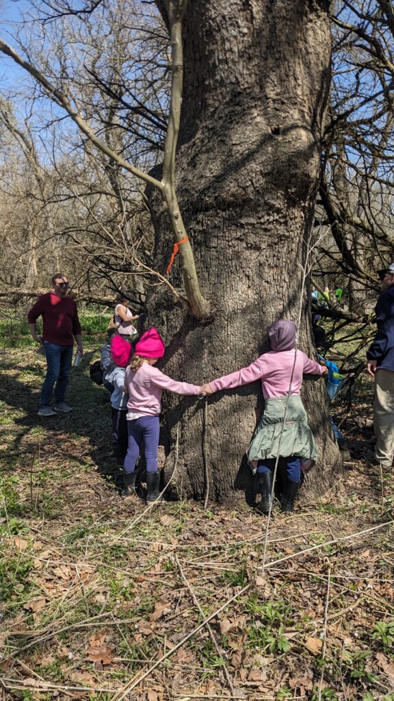 Kids standing side by side hugging an old sycamore tree